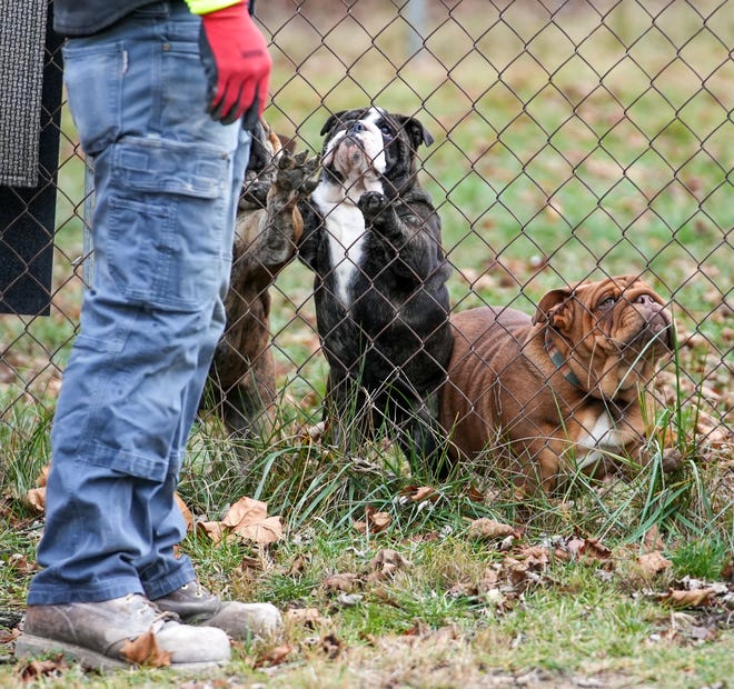 Three bulldogs mill around a firewood stack next to their fence on Thursday, Jan. 4, 2024, on the northwest side of Indianapolis during a day of delivering firewood.