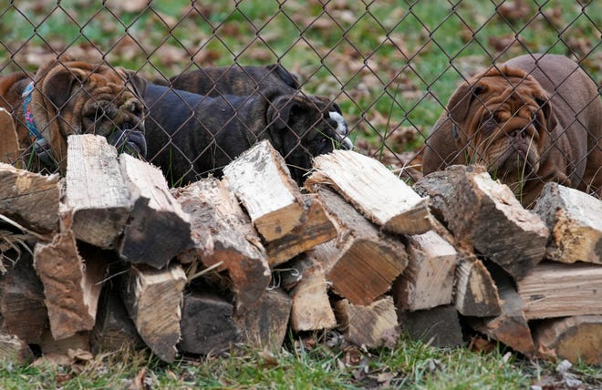 Bulldogs mill around a firewood stack next to their fence on Thursday, Jan. 4, 2024, on the northwest side of Indianapolis during a day of delivering firewood.