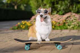 amazing dog videos