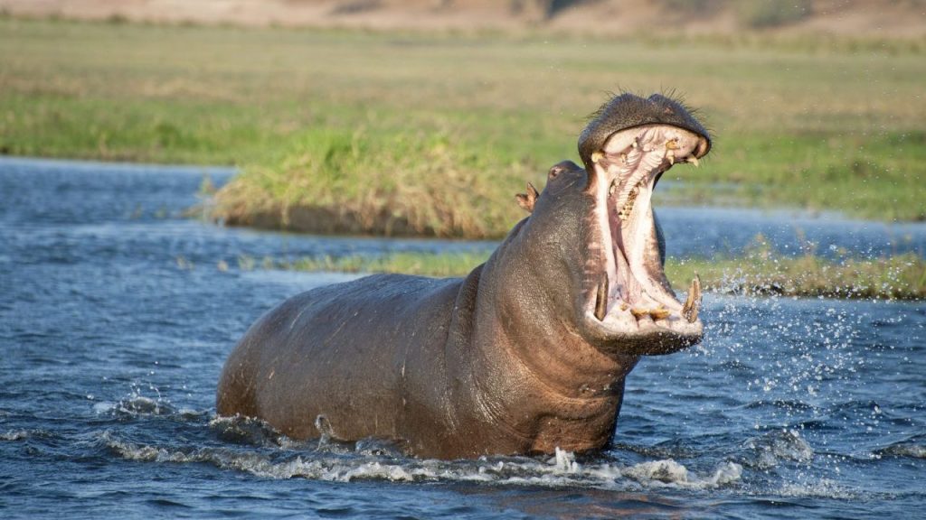 angry hippo attacks boat of people in Africa