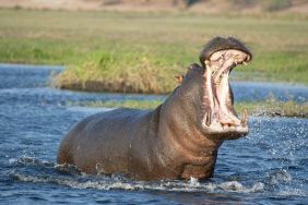 angry hippo attacks boat of people in Africa