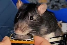 rat