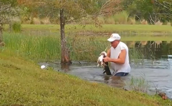 4. Meanwhile in Florida: Retiree Saves Puppy From Alligator Jaws of Life, Good to Hear Florida Is Back to Being Florida