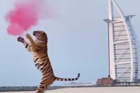 tiger gender reveal