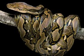 13-foot python encounter